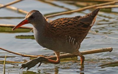 Hoe vaak gebeurt het dat je een waterral kunt vastleggen? Dit exemplaar kon ik van achter een kijkscherm zien, hij had niet al te veel haast gelukkig.