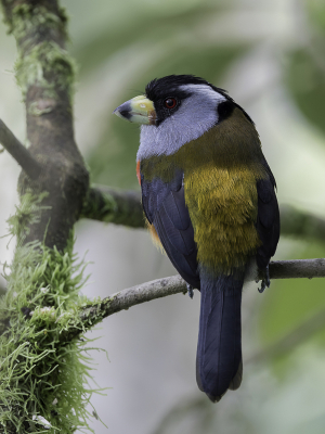 <i class='fa fa-user'></i> Paul van Giersbergen |   Toekanbaardvogel  <i class='fa fa-eye'> 115</i>   <i class='fa fa-comment-o'> 3</i>