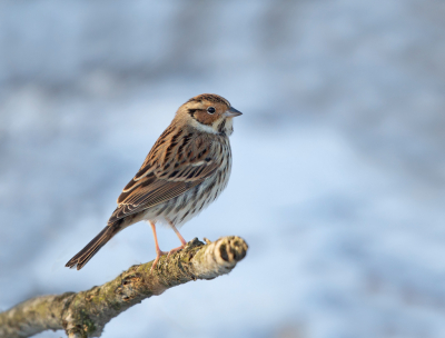 Ze komen niet zo vaak voor in Nederland en dan hoofdzakelijk in de kustgebieden, maar deze zat een paar weken in het Drents Friese woud niet ver van mijn huis.