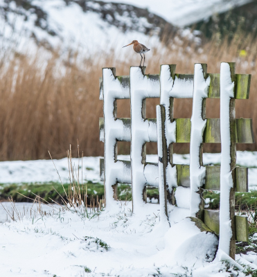 Opeens zag ik deze op een besneeuwd hekkie zitten en gelijk een positie gezocht met de auto en een foto gemaakt.