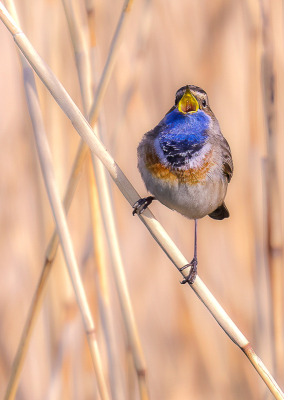 <i class='fa fa-user'></i> John_Jak |   Blauwborst  <i class='fa fa-eye'> 103</i>  <i class='fa fa-thumbs-up'> 1</i>   <i class='fa fa-comment-o'> 16</i>