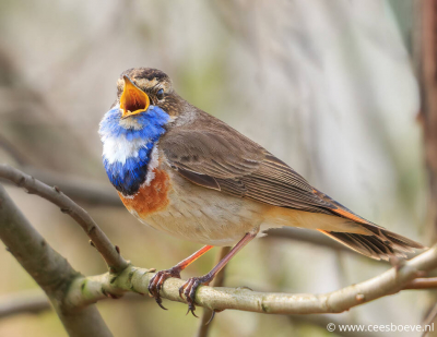 Vroege vogels luiden de lente in. Zodra ik het zingen van de blauwborsten hoor, is voor mij de lente pas echt begonnen.