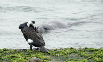 <i class='fa fa-user'></i> ko katsman |   Aalscholver  <i class='fa fa-eye'> 312</i>  <i class='fa fa-thumbs-up'> 2</i>   <i class='fa fa-comment-o'> 6</i>