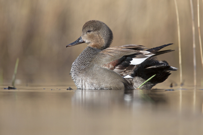 <i class='fa fa-user'></i> Luc Meert |   Krakeend  <i class='fa fa-eye'> 330</i>  <i class='fa fa-thumbs-up'> 20</i>   <i class='fa fa-comment-o'> 12</i>
