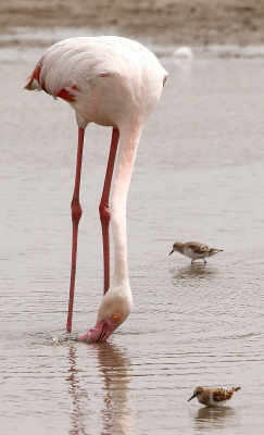 Fuente de Piedra is een prachtige plek om flamingo's, steltkluten en andere vogels te bekijken. Hierbij is zeker het ene jaar het andere niet. Deze flamingo stond in en klein plasje te foerageren, de grote groep met duizenden flamingo's stond heel erg ver weg, omdat het een super droog voorjaar was. Met meer regen in het voorjaar loopt de grote groep veel dichterbij.