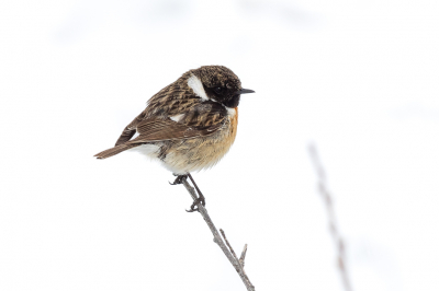 Vorige week hadden we morgen een witte wereld, ik ben bang dat we dat deze week niet hebben. Maar gelukkig hebben we de foto's nog :-)
De Blauwborst lukte niet maar deze Roodborsttapuit wilde wel even meewerken.
Geen sneeuw meer op de takken maar nog wel een witte achtergrond, weer eens wat anders.