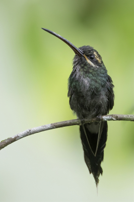 <i class='fa fa-user'></i> Paul van Giersbergen |   Witsnorheremietkolibrie  <i class='fa fa-eye'> 112</i>   <i class='fa fa-comment-o'> 0</i>