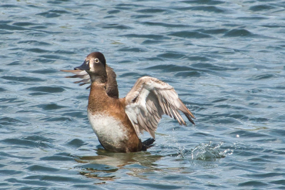 Bij de de waterbakken van de rioolwaterzuivering zit al een aantal weken deze hier zeldzaam overwinterende ring-necked duck. Ik heb onlangs geregeld dat ik het terrein op mocht en kon zodoende deze foto maken. Na lang wachten kwam hij eindelijk mijn kant op. Ik heb hem wel lang kunnen observeren en het viel mij op dat hij ook een gedrag als een fuut vertoond. Duikt lange tijd onderwater.