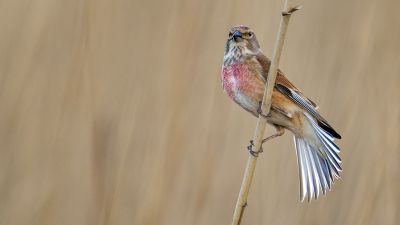 <i class='fa fa-user'></i> Theo Jacobs |   Kneu  <i class='fa fa-eye'> 329</i>  <i class='fa fa-thumbs-up'> 11</i>   <i class='fa fa-comment-o'> 6</i>