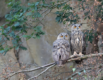 <i class='fa fa-user'></i> Alfred Berkhof |   Oehoe  <i class='fa fa-eye'> 495</i>  <i class='fa fa-thumbs-up'> 26</i>   <i class='fa fa-comment-o'> 8</i>