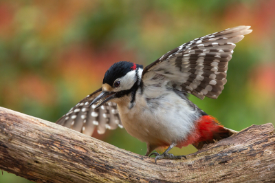 <i class='fa fa-user'></i> Annie Keizer |   Grote Bonte Specht  <i class='fa fa-eye'> 205</i>   <i class='fa fa-comment-o'> 4</i>