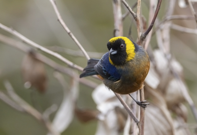 <i class='fa fa-user'></i> charlysax |   Goudkraagtangare  <i class='fa fa-eye'> 131</i>  <i class='fa fa-thumbs-up'> 4</i>   <i class='fa fa-comment-o'> 2</i>