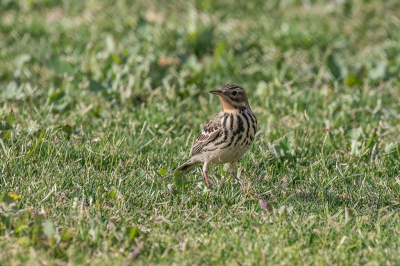 Een Roodkeelpieper is al jaren niet meer op BP geplaatst. Is deze vogel zo zeldzaam geworden? In Egypte zitten ze in de winter nog volop, maar blijkbaar worden ze in de zomer minder meer gezien, of voor Boompiepers uitgemaakt