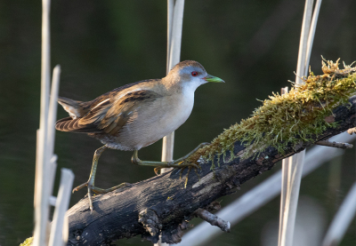 <i class='fa fa-user'></i> Celly |   Klein Waterhoen  <i class='fa fa-eye'> 304</i>  <i class='fa fa-thumbs-up'> 14</i>   <i class='fa fa-comment-o'> 7</i>