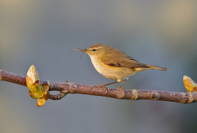 <i class='fa fa-user'></i> Krijn Dijkema |   Tjiftjaf  <i class='fa fa-eye'> 252</i>  <i class='fa fa-thumbs-up'> 7</i>   <i class='fa fa-comment-o'> 7</i>