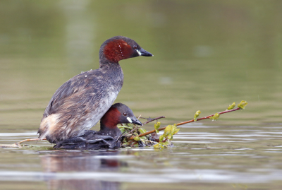 <i class='fa fa-user'></i> Gejo Wassink |   Dodaars  <i class='fa fa-eye'> 365</i>  <i class='fa fa-thumbs-up'> 22</i>   <i class='fa fa-comment-o'> 10</i>