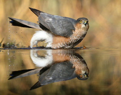 <i class='fa fa-user'></i> Ruben de Bruijn |   Sperwer  <i class='fa fa-eye'> 411</i>  <i class='fa fa-thumbs-up'> 21</i>   <i class='fa fa-comment-o'> 12</i>