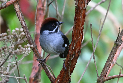 <i class='fa fa-user'></i> Ed Agter |   Grijsborststruikgors  <i class='fa fa-eye'> 122</i>  <i class='fa fa-thumbs-up'> 1</i>   <i class='fa fa-comment-o'> 1</i>