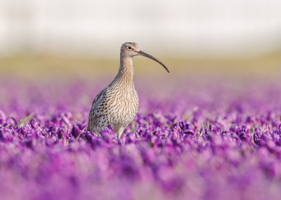 <i class='fa fa-user'></i> Katoo |   Wulp  <i class='fa fa-eye'> 351</i>  <i class='fa fa-thumbs-up'> 25</i>   <i class='fa fa-comment-o'> 19</i>