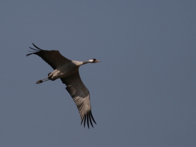 overtrekkend naar Noord Oost, solitair exemplaar
Canon 350D, Canon 400mm 5.6; 1/2000; iso 100