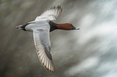 <i class='fa fa-user'></i> Vincent Vuik |   Tafeleend  <i class='fa fa-eye'> 276</i>  <i class='fa fa-thumbs-up'> 14</i>   <i class='fa fa-comment-o'> 11</i>