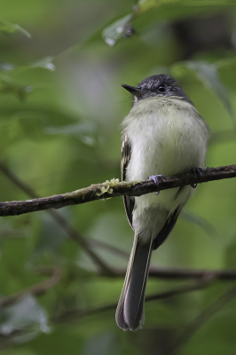 <i class='fa fa-user'></i> Paul van Giersbergen |   Grijskruinleptopogon  <i class='fa fa-eye'> 103</i>   <i class='fa fa-comment-o'> 0</i>