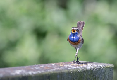 Mijn eerste foto op Birdpix. Past denk ik mooi in het thema van de maandopdracht.