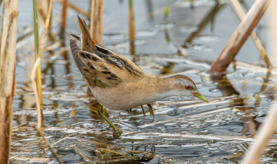 <i class='fa fa-user'></i> BasvanGennip |   Klein Waterhoen  <i class='fa fa-eye'> 284</i>  <i class='fa fa-thumbs-up'> 12</i>   <i class='fa fa-comment-o'> 5</i>