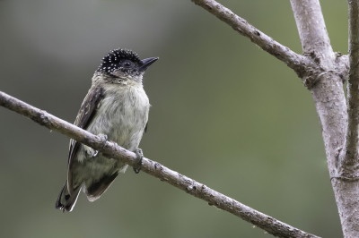 <i class='fa fa-user'></i> Paul van Giersbergen |   Grijze Dwergspecht  <i class='fa fa-eye'> 92</i>  <i class='fa fa-thumbs-up'> 1</i>   <i class='fa fa-comment-o'> 0</i>