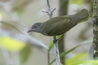 <i class='fa fa-user'></i> Paul van Giersbergen |   Okerborsttangare  <i class='fa fa-eye'> 82</i>   <i class='fa fa-comment-o'> 0</i>