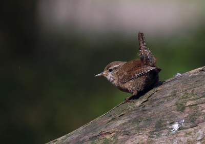 Een dagje in een fotohut geweest in de meivakantie vorig jaar. Daar hebben we verschillende vogels bij de hut gehad, zo ook deze winterkoning.