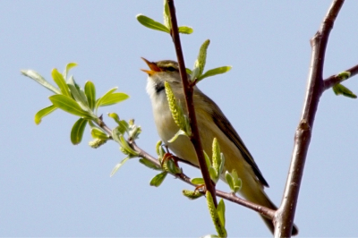 Heerlijke voorjaarsdag met roepende vogels in het veld. Maandopdracht triggered mij om deze luidkeels fluitende fitis te fotograferen.
Voor het eerst dat ik birdpix gebruik of meedoe aan een wedstrijd als amateur