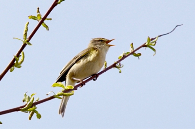 Mooie voorjaarsdag en op pad om het een en ander uit te proberen.
Foto vanuit de hand proberen te nemen met Sigma 150-500.

Wat zijn de verbeter punten?