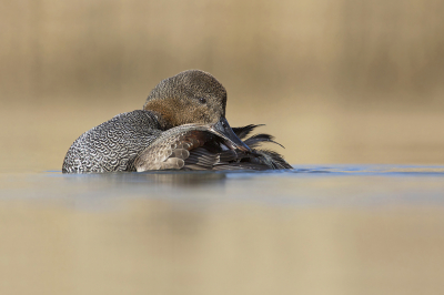 <i class='fa fa-user'></i> Luc Meert |   Krakeend  <i class='fa fa-eye'> 209</i>  <i class='fa fa-thumbs-up'> 14</i>   <i class='fa fa-comment-o'> 8</i>