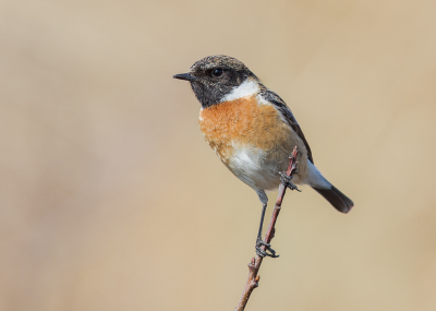 Tot een paar jaar terug had ik nog nooit van een Roodborsttapuit gehoord en nu herken ik zelfs al een klein beetje hun geluid :-)
Het is een van mijn favoriete vogeltjes, misschien ook wel omdat ze vaak wel mee willen werken voor een foto. Deze had er in ieder geval zin in.