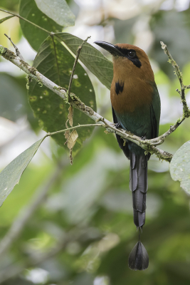 <i class='fa fa-user'></i> Paul van Giersbergen |   Breedsnavelmomot  <i class='fa fa-eye'> 109</i>  <i class='fa fa-thumbs-up'> 1</i>   <i class='fa fa-comment-o'> 2</i>