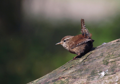 Een dagje in een fotohut geweest in de meivakantie vorig jaar. Daar hebben we verschillende vogels bij de hut gehad, zo ook deze winterkoning.