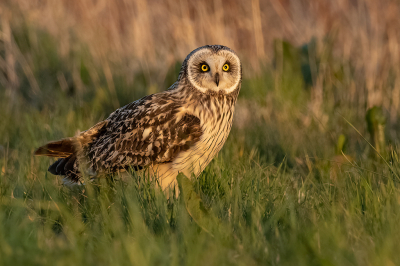 <i class='fa fa-user'></i> Marcel van der Tol |   Velduil  <i class='fa fa-eye'> 437</i>  <i class='fa fa-thumbs-up'> 38</i>   <i class='fa fa-comment-o'> 17</i>