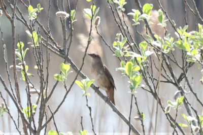 <i class='fa fa-user'></i> Klaasbird |   Snor  <i class='fa fa-eye'> 98</i>   <i class='fa fa-comment-o'> 16</i>