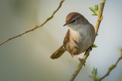 <i class='fa fa-user'></i> Vincent Vuik |   Cetti's Zanger  <i class='fa fa-eye'> 297</i>  <i class='fa fa-thumbs-up'> 16</i>   <i class='fa fa-comment-o'> 14</i>