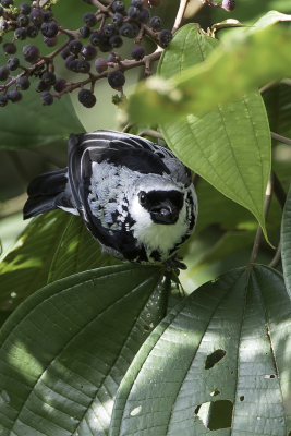 <i class='fa fa-user'></i> Paul van Giersbergen |   Palmers Tangare  <i class='fa fa-eye'> 108</i>   <i class='fa fa-comment-o'> 0</i>