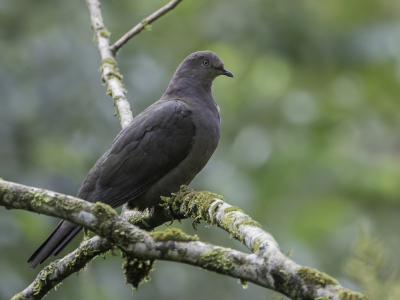 <i class='fa fa-user'></i> Paul van Giersbergen |   Loodgrijze Duif  <i class='fa fa-eye'> 101</i>   <i class='fa fa-comment-o'> 2</i>