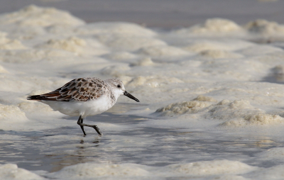 Vorig jaar genoten van een weekje Texel. Overal om je heen, waar je ook bent op het eiland, zijn vogels. Natuurlijk ook op het strand, zoals de onvermoeibare drieteenstrandlopers, die heerlijk rennend, over het strand en door het water, bezig zijn om eten te vinden.