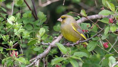 Alweer van een paar dagen geleden. Door een kier van de voordeur. Ik vond de ontluikende bloempjes van de Malus wel wat samen met het groen van ook de Groenling.