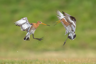 <i class='fa fa-user'></i> Loes Belovics |   Grutto  <i class='fa fa-eye'> 427</i>  <i class='fa fa-thumbs-up'> 34</i>   <i class='fa fa-comment-o'> 15</i>