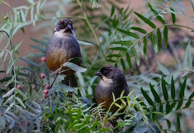 <i class='fa fa-user'></i> charlysax |   Roestbuikstruikgors  <i class='fa fa-eye'> 122</i>  <i class='fa fa-thumbs-up'> 2</i>   <i class='fa fa-comment-o'> 3</i>