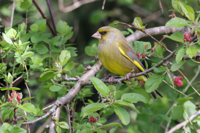 Al van een paar dagen geleden. Een nieuwe poging deze Groenling in de ontluikende Malus te laten zien. Ik vond de kleurtjes wel aardig! Door kiertje vd voordeur, vanaf statief.