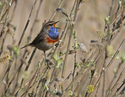 <i class='fa fa-user'></i> Kees Kugel |   Blauwborst  <i class='fa fa-eye'> 88</i>  <i class='fa fa-thumbs-up'> 1</i>   <i class='fa fa-comment-o'> 17</i>