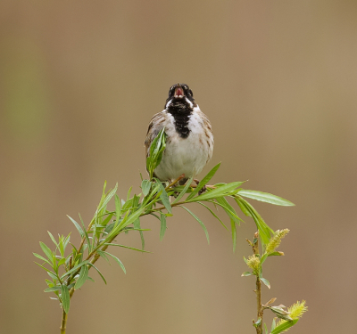 <i class='fa fa-user'></i> Leo Tukker |   Rietgors  <i class='fa fa-eye'> 95</i>  <i class='fa fa-thumbs-up'> 1</i>   <i class='fa fa-comment-o'> 17</i>