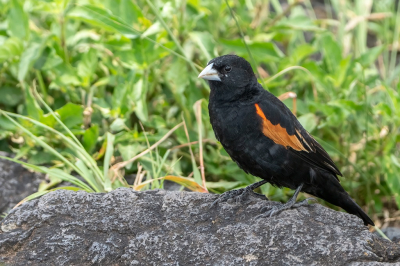 <i class='fa fa-user'></i> harrie69 |   Roodschouderwidavink  <i class='fa fa-eye'> 129</i>   <i class='fa fa-comment-o'> 1</i>